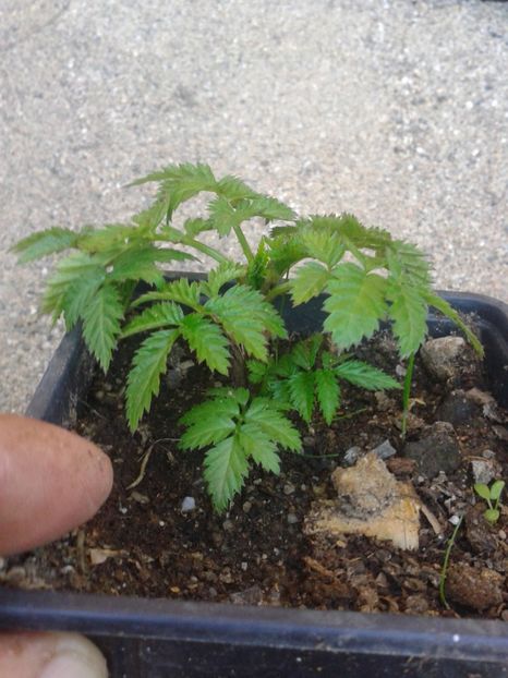 Fotografie0692 - 0 Arbusi fructiferi exotici 2017-2018