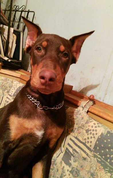 Paco - Caini Dobermani