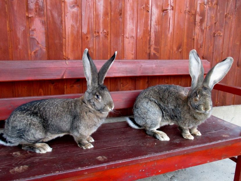  - Femela gri-Beverly