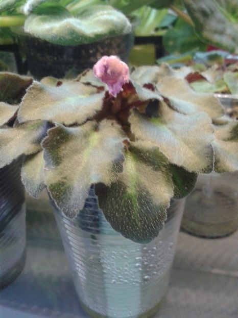 2 Apr - ZZ Rob s Hopscotch