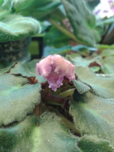 2 Apr - ZZ Rob s Hopscotch