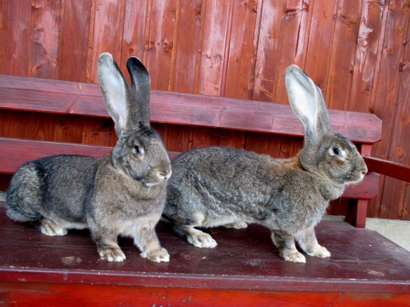 Cu mama ei - Femela Gri-Pollux