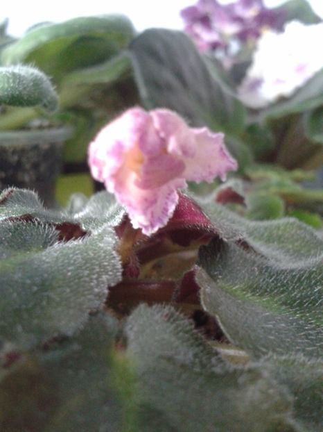 3 Apr - ZZ Rob s Hopscotch