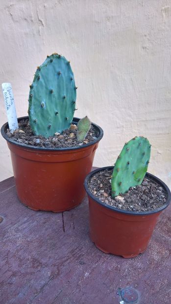 Opuntia robusta 8-16lei - Cactusi de vanzare