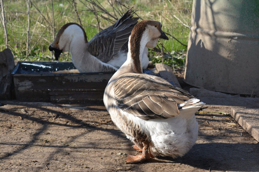 mosu se crede din nou june - B2 - Gaste Africane si Chinezesti