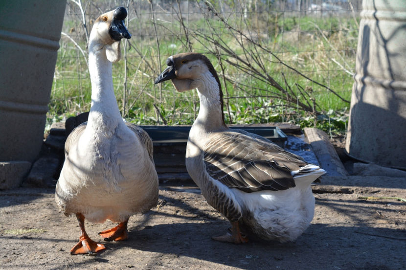 si vrea sa mai impresioneze babuta - B2 - Gaste Africane si Chinezesti