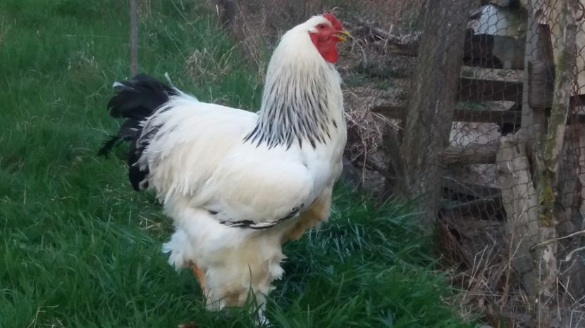  - Brahma herminat deschis 2017