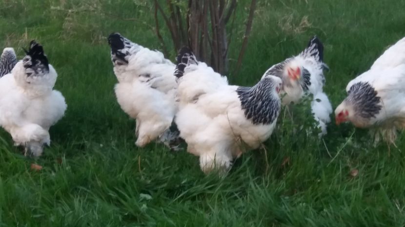  - Brahma herminat deschis 2017