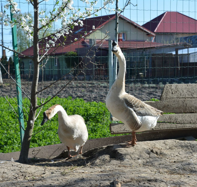 chinezestile preferate - B2 - Gaste Africane si Chinezesti