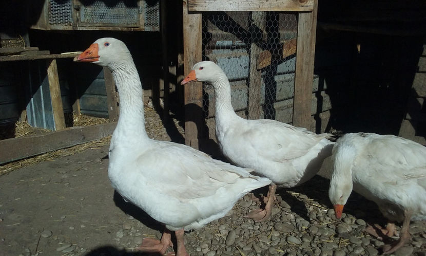  - Gaste Embden-linie de productie