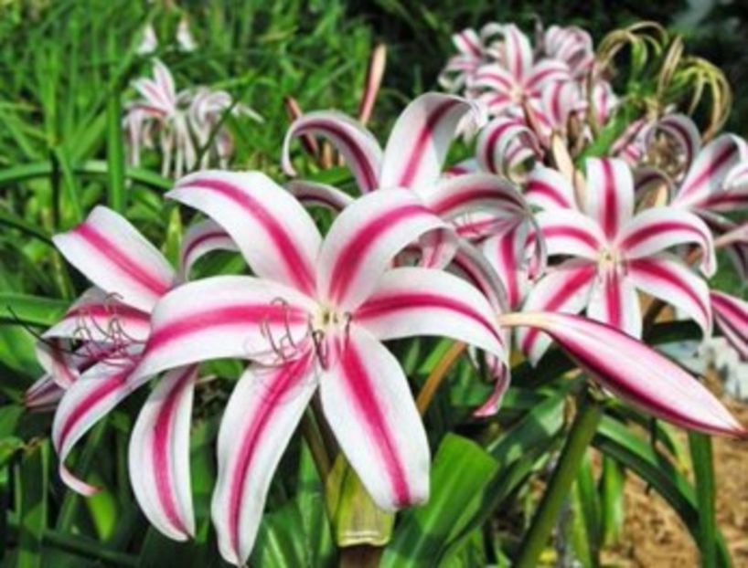 crinum cintho 20 - Bulbi deosebiti de vanzare