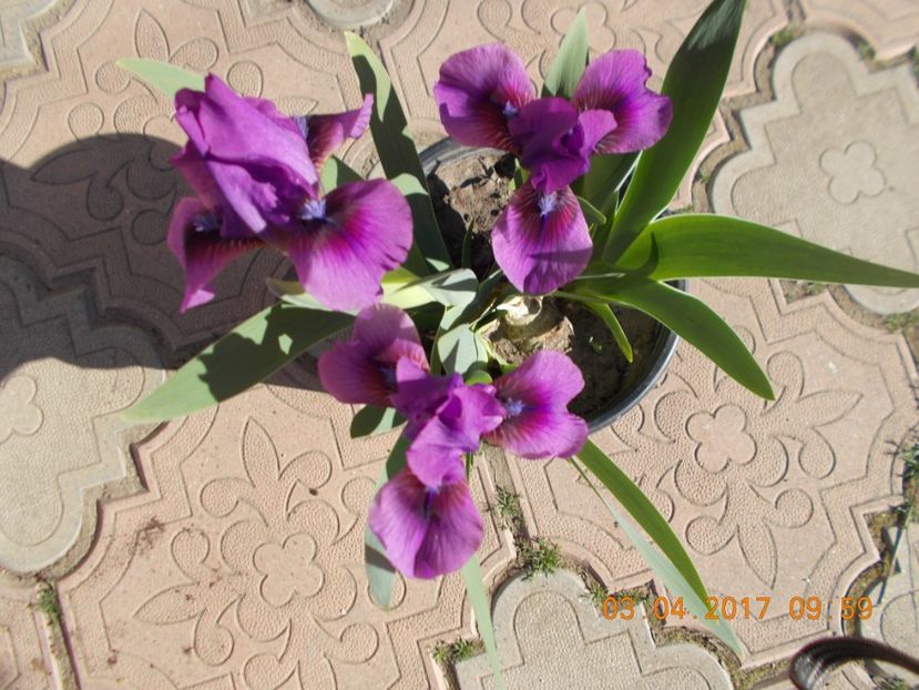 YO-YO - IRISI PITICI  2017