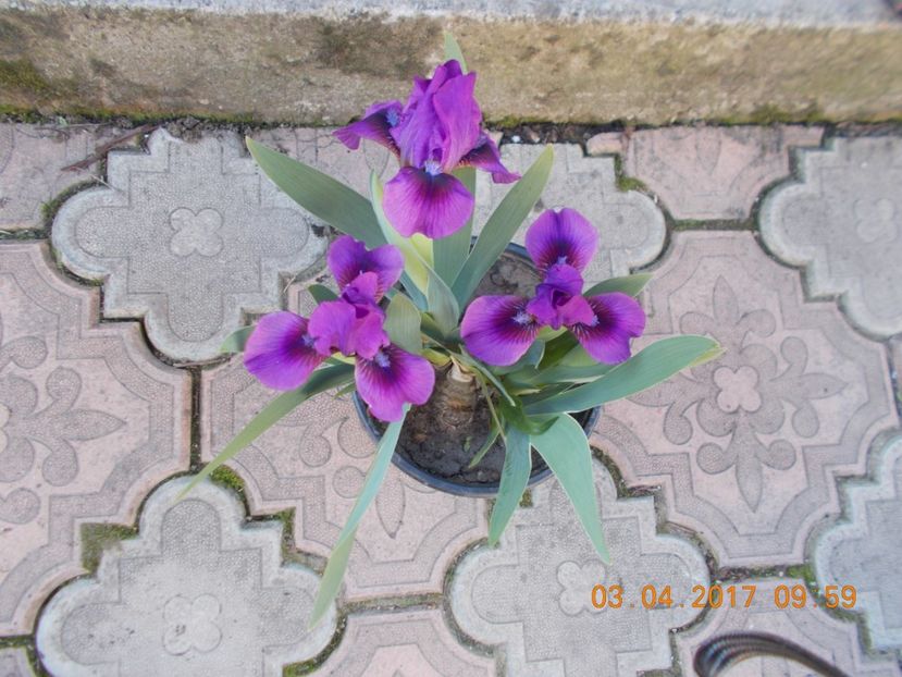 YO-YO - IRISI PITICI  2017