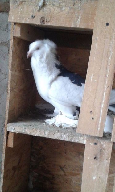 Mascul Urias Alb - Uriasi 2017