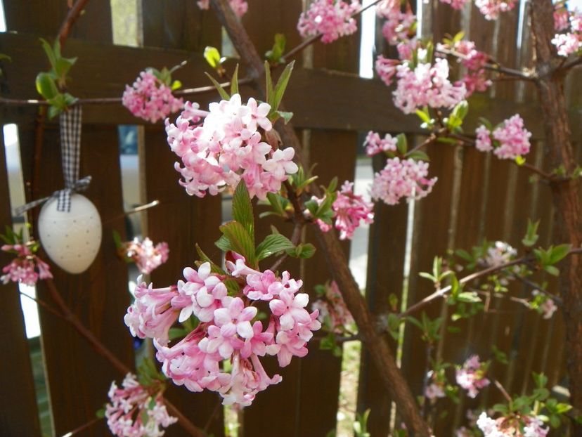 viburnum bodnantense Dawn - Copacei si arbusti 2017