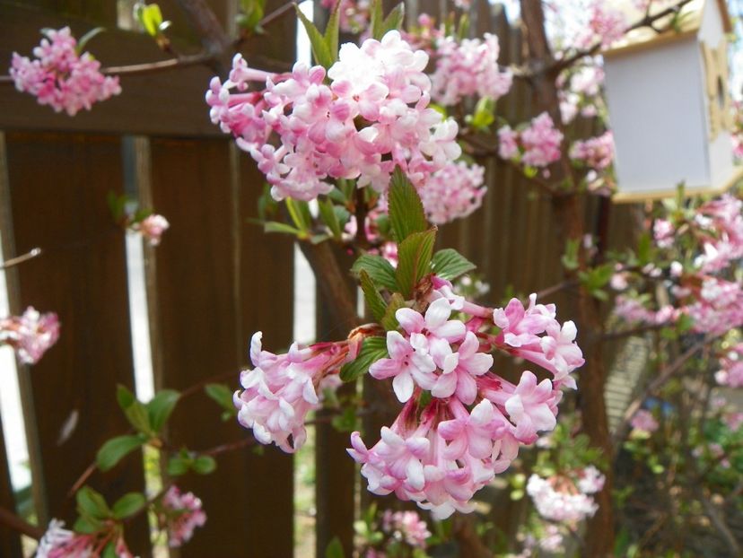 viburnum bodnantense Dawn - Copacei si arbusti 2017