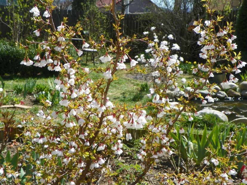 prunus Kojo-no-mai - Copacei si arbusti 2017