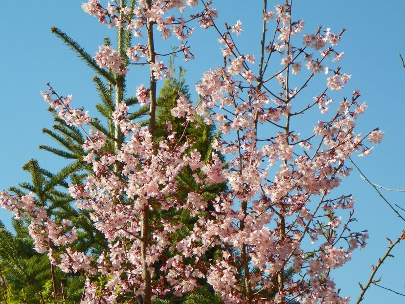 prunus kurilensis Ruby - Copacei si arbusti 2017
