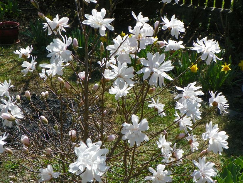 magnolia stellata - Copacei si arbusti 2017