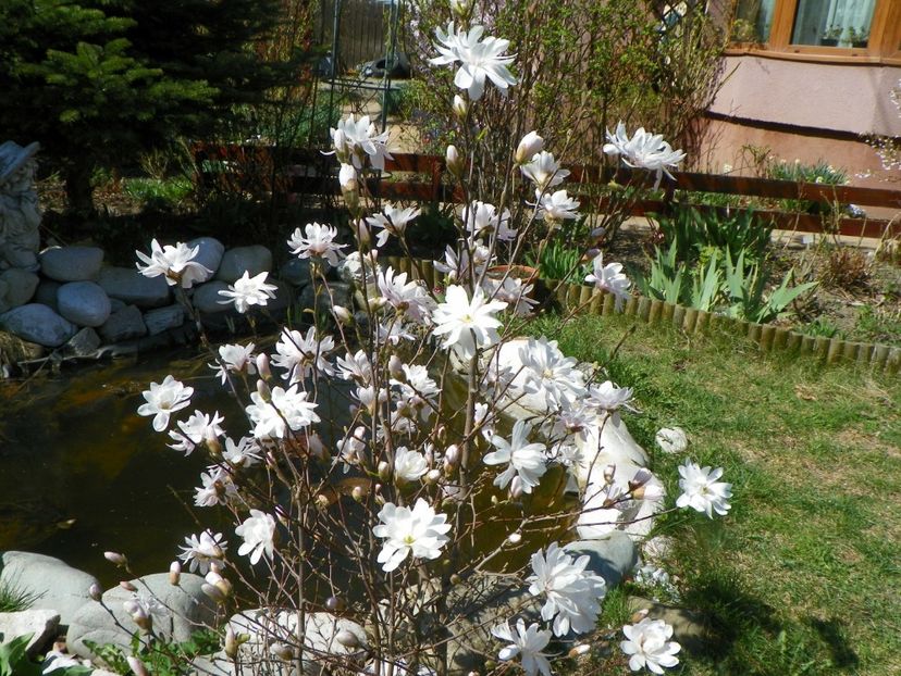 magnolia stellata - Copacei si arbusti 2017