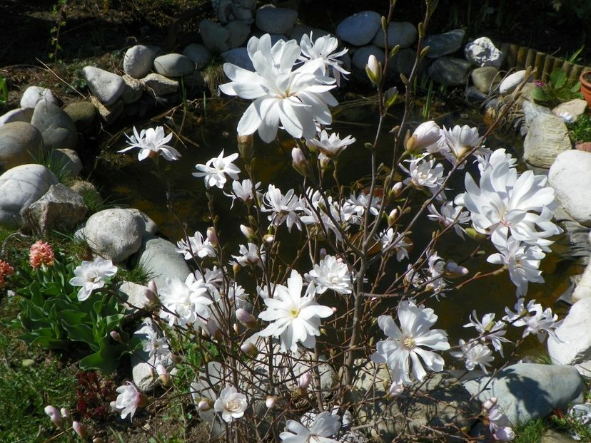 magnolia stellata - Copacei si arbusti 2017