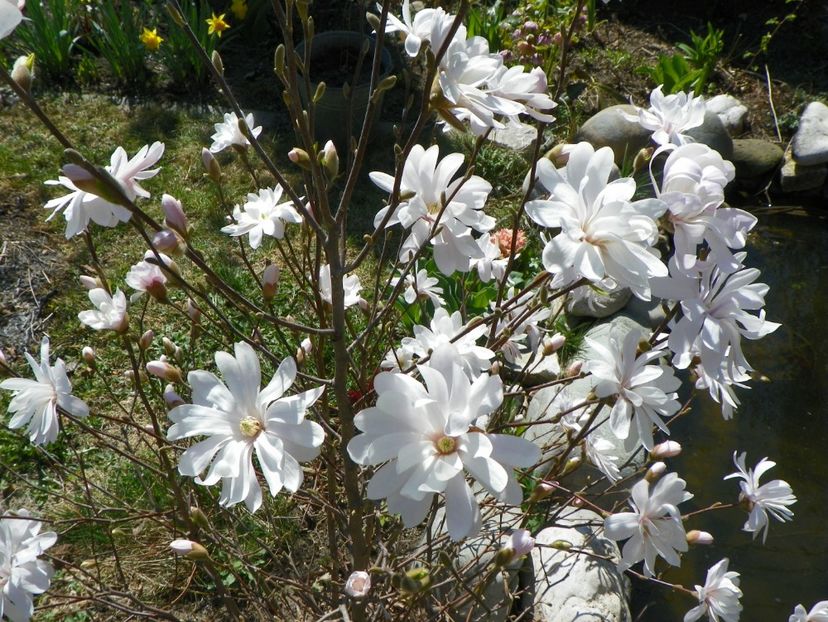 magnolia stellata - Copacei si arbusti 2017