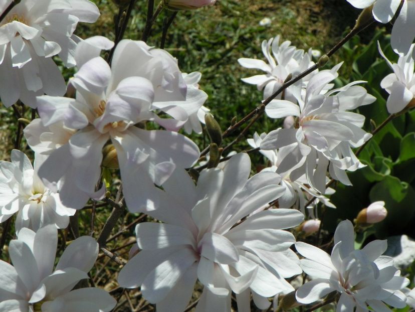 magnolia stellata - Copacei si arbusti 2017