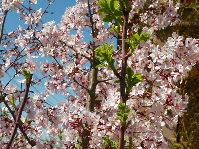 prunus kurilensis Ruby - Copacei si arbusti 2017