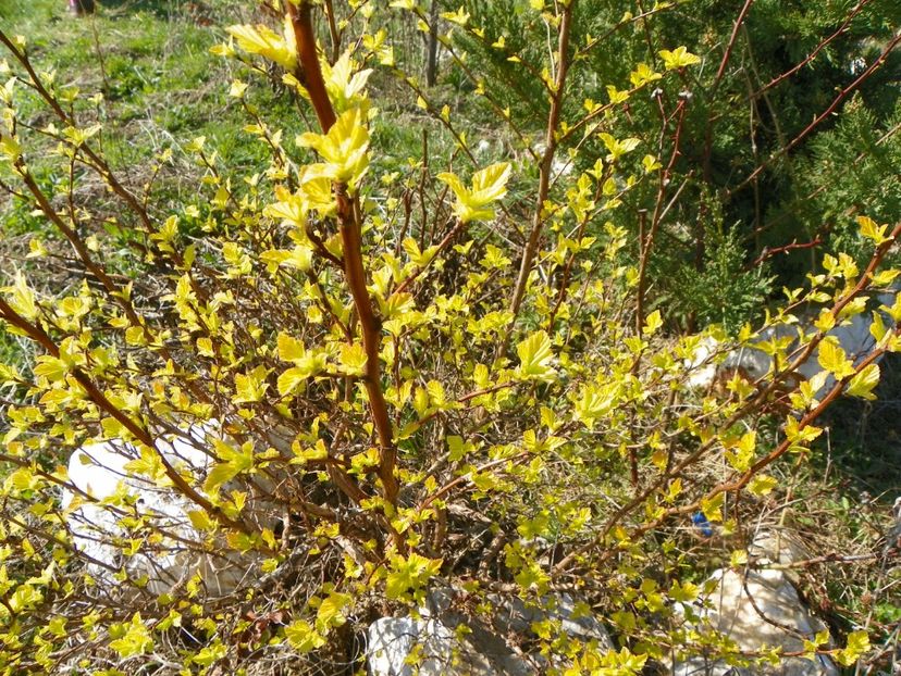 physocarpus Darts Gold - z-Dobarland 2017