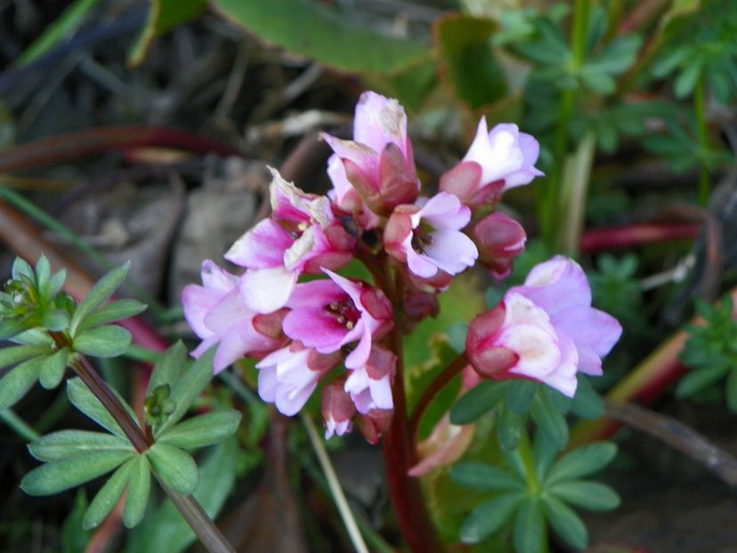 bergenia - z-Dobarland 2017