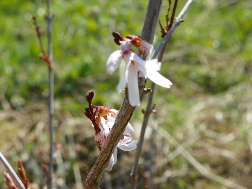 abeliophyllum distichum - primele floricele in 3 ani - z-Dobarland 2017