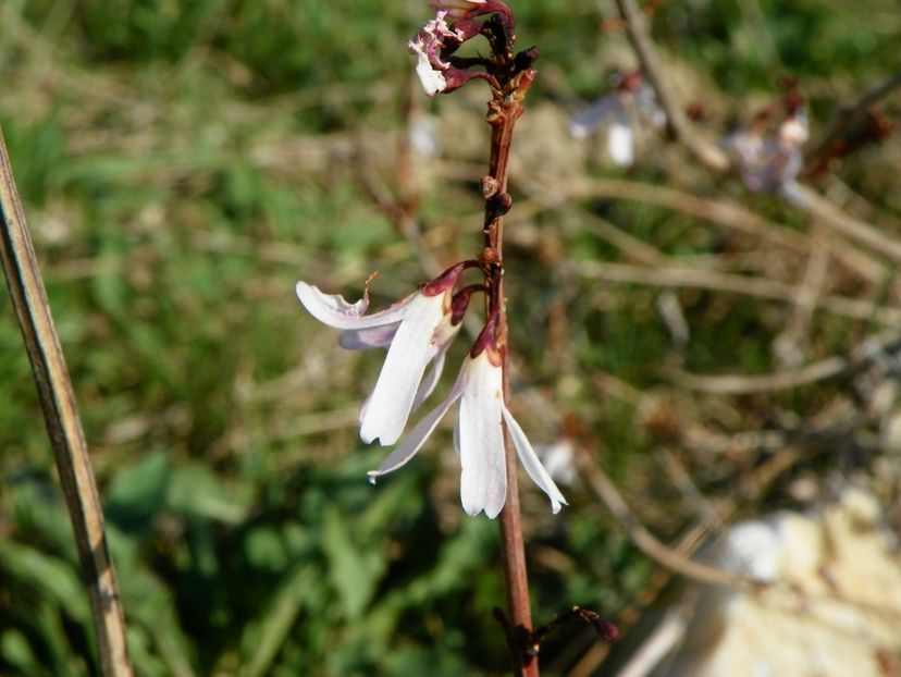 abeliophyllum distichum - aproape uitasem ca il am - z-Dobarland 2017