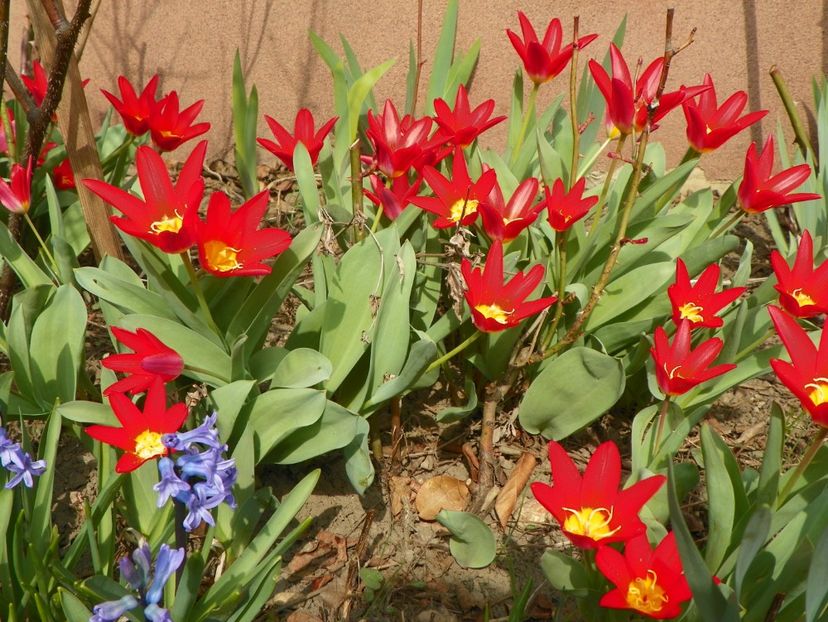 31 mart (4) - Primavara 2017