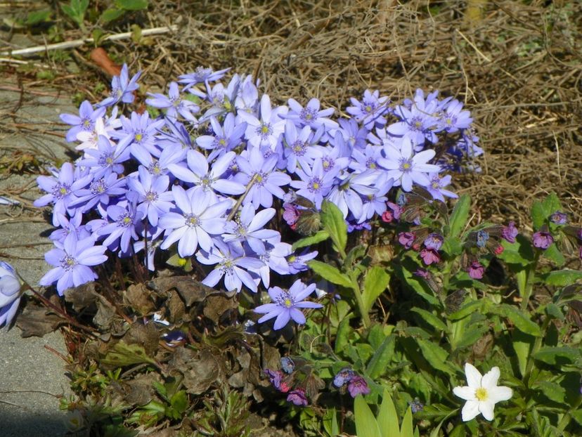 31 mart (8) - Primavara 2017