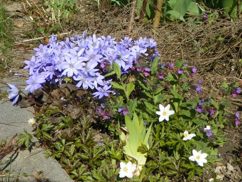 31 mart (9) - Primavara 2017