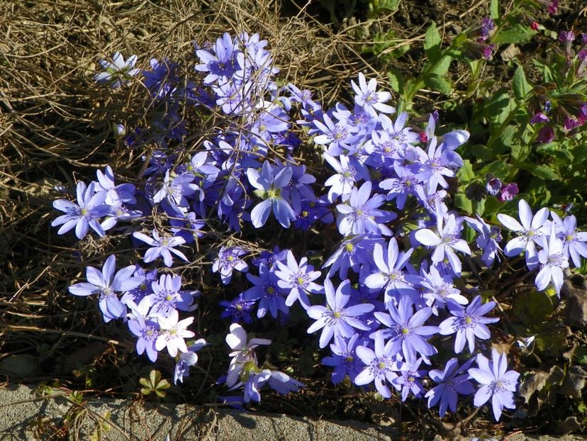 31 mart (10) - Primavara 2017