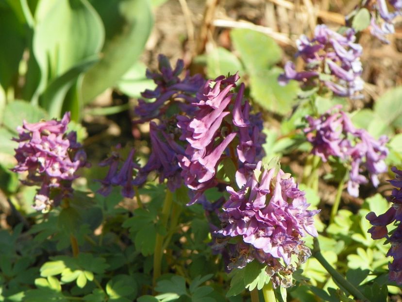 31 mart (11) - Primavara 2017