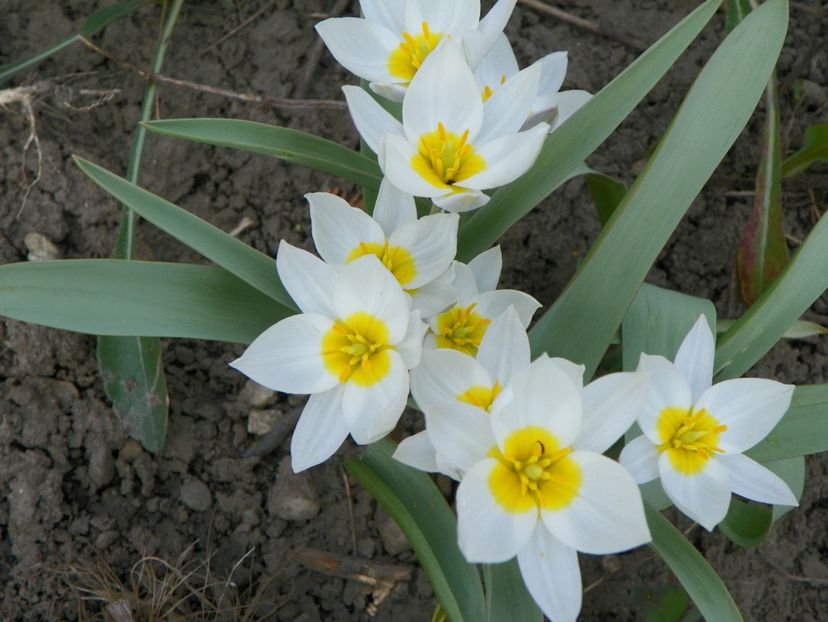 31 mart (16) - Primavara 2017