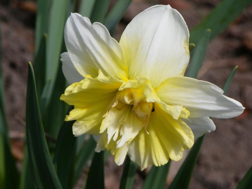 31 mart (17) - Primavara 2017