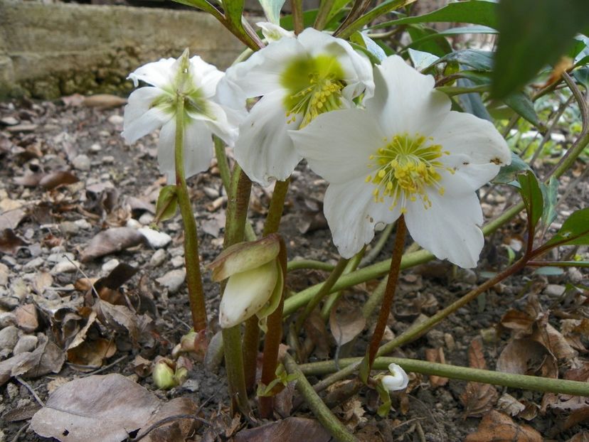 31 mart (24) - Primavara 2017