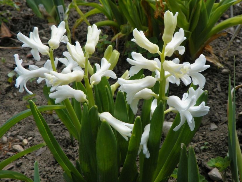 31 mart (25) - Primavara 2017