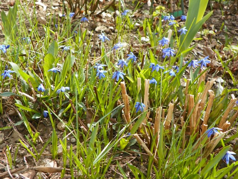 31 mart (29) - Primavara 2017