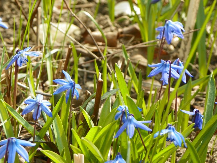 31 mart (30) - Primavara 2017