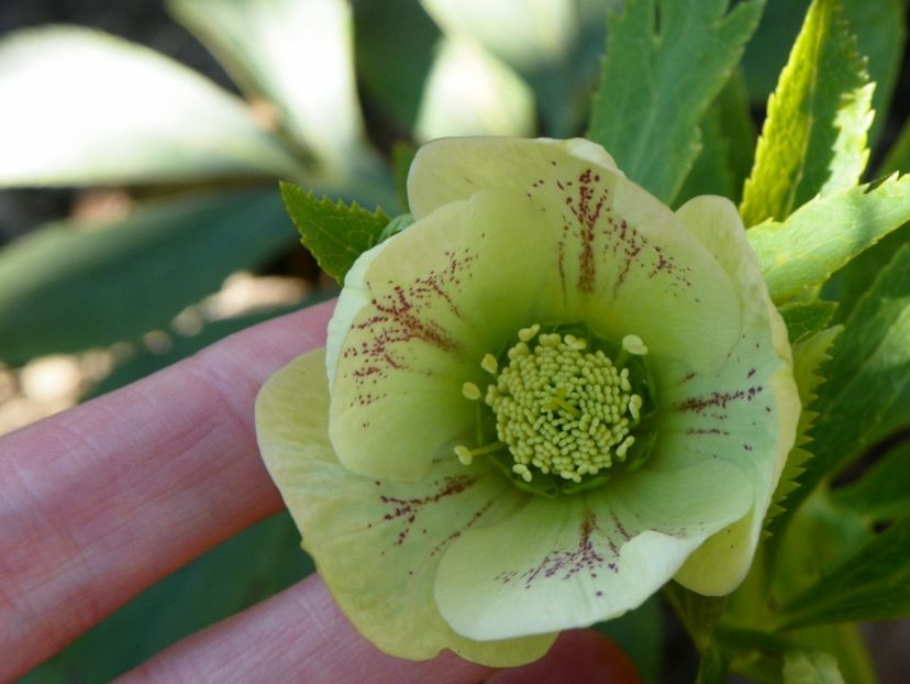 3 apr (16) - Primavara 2017