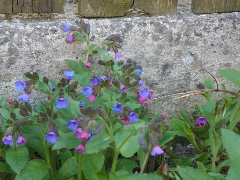 3 apr (17) - Primavara 2017