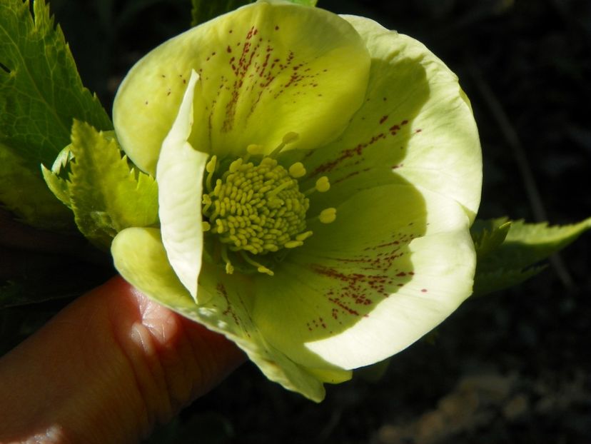helleborus Yellow Lady - Primavara 2017