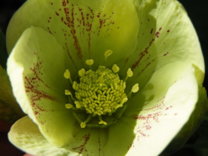 helleborus Yellow Lady - Primavara 2017