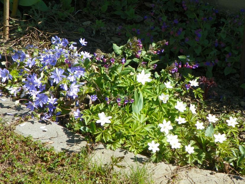 3 apr (37) - Primavara 2017