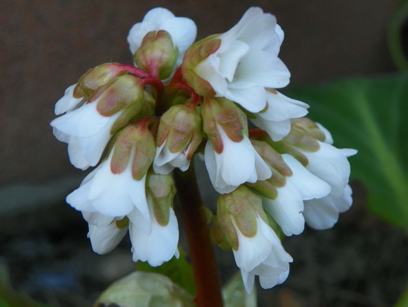 bergenia Silberlicht - Primavara 2017