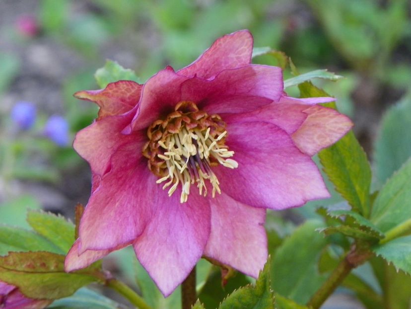helleborus Double Crown Rose - Primavara 2017